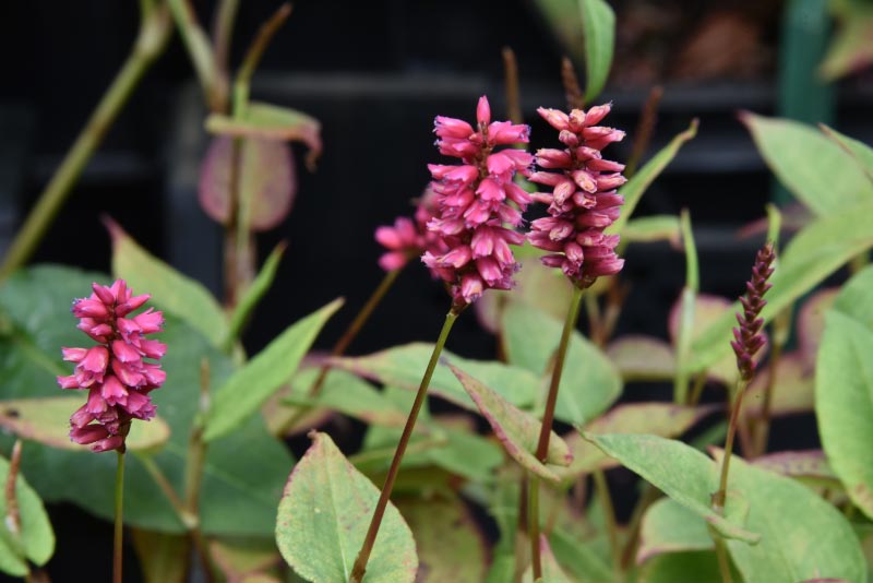 Persicaria amplexicaulis 'Inverleith'Duizendknoop bestellen